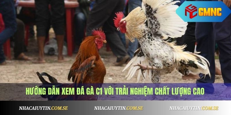 Đá Gà C1 Là Gì? Cách Cá Cược Và Xem Gà Đá Hay Nhất 3 Hướng dẫn xem đá gà C1 với trải nghiệm chất lượng cao