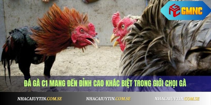 Đá Gà C1 Là Gì? Cách Cá Cược Và Xem Gà Đá Hay Nhất 2 Đá gà C1 mang đến đỉnh cao khác biệt trong giới chọi gà