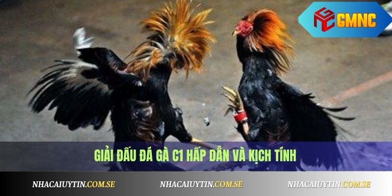 Đá gà C1