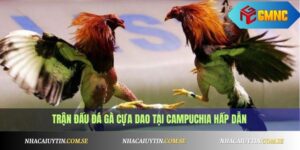 Đá gà cựa dao