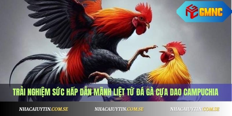 Đá Gà Cựa Dao Campuchia - Trực Tiếp Mỗi Ngày 2 Trải nghiệm sức hấp dẫn mãnh liệt từ đá gà cựa dao Campuchia