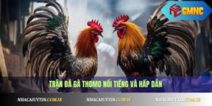 Đá gà Thomo