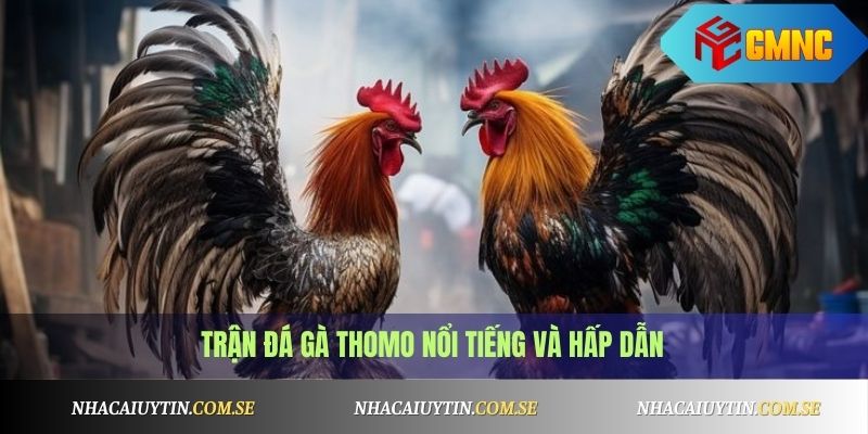 Đá gà Thomo