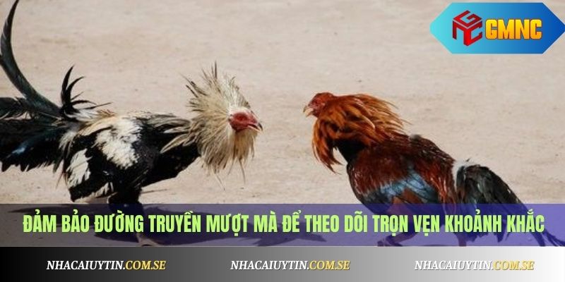 Đá Gà Cựa Dao Campuchia - Trực Tiếp Mỗi Ngày 4 Đảm bảo đường truyền mượt mà để theo dõi trọn vẹn khoảnh khắc