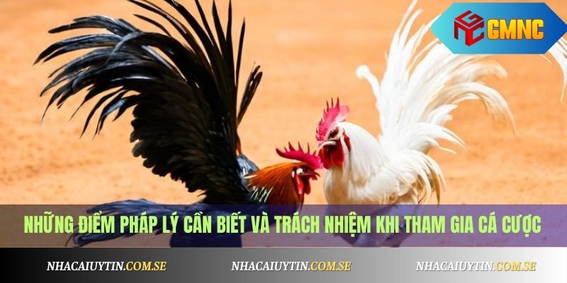 Đá gà Thomo mới nhất hôm nay - Xem trực tiếp Full HD 4 Những điểm pháp lý cần biết và trách nhiệm khi tham gia cá cược