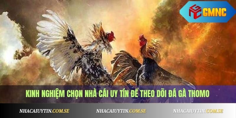 Đá gà Thomo mới nhất hôm nay - Xem trực tiếp Full HD 3 Kinh nghiệm chọn nhà cái uy tín để theo dõi đá gà Thomo