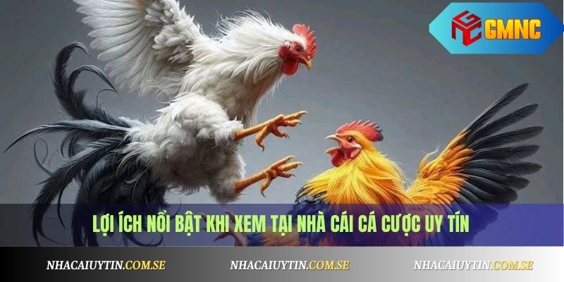 Đá Gà Cựa Dao Campuchia - Trực Tiếp Mỗi Ngày 3 Lợi ích nổi bật khi xem tại nhà cái cá cược uy tín